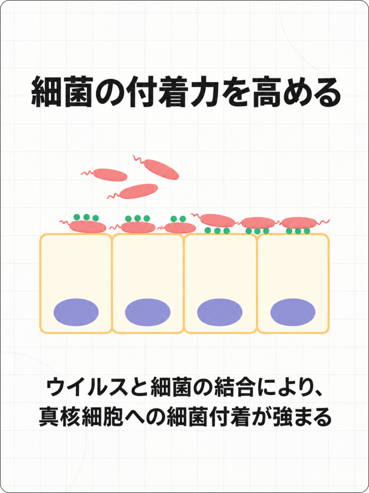 FIPの解説図