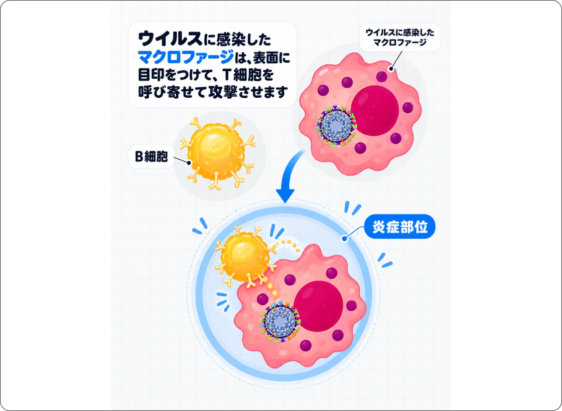 FIPの解説図