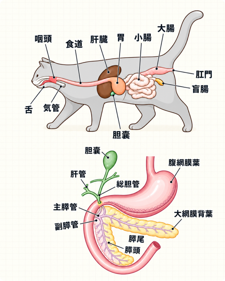 FIPの解説図