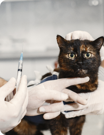 FIP(猫伝染性腹膜炎)|「ストレスがウイルスを直接変異させる」という誤解