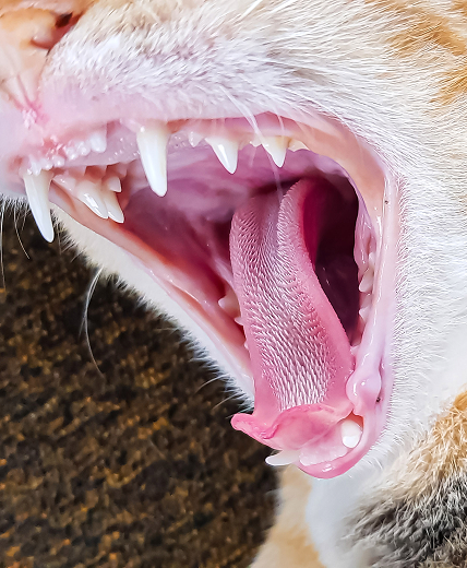 猫の口腔内を診察するイメージ