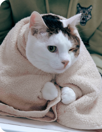 FIP(猫伝染性腹膜炎)の慢性化と再発|A/G比・NLRと免疫の変化