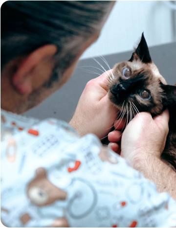 猫伝染性腹膜炎（FIP）の本質