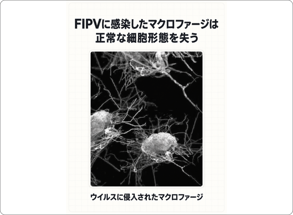 FIPの解説図