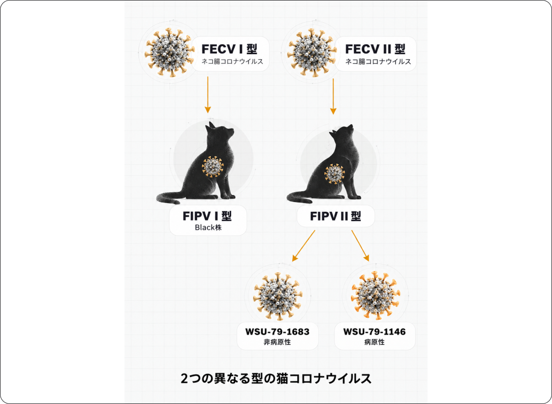 FIPの解説図
